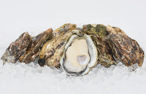 Special and beautiful oysters