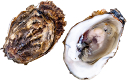 Oyster